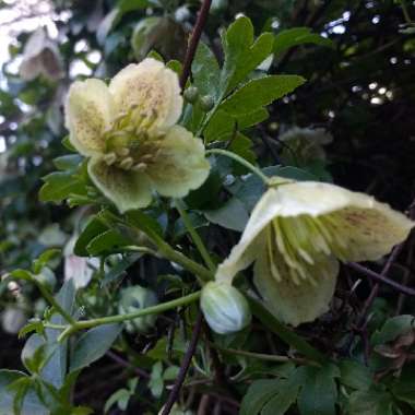Clematis 'Freckles'