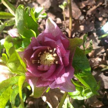 Hellebore