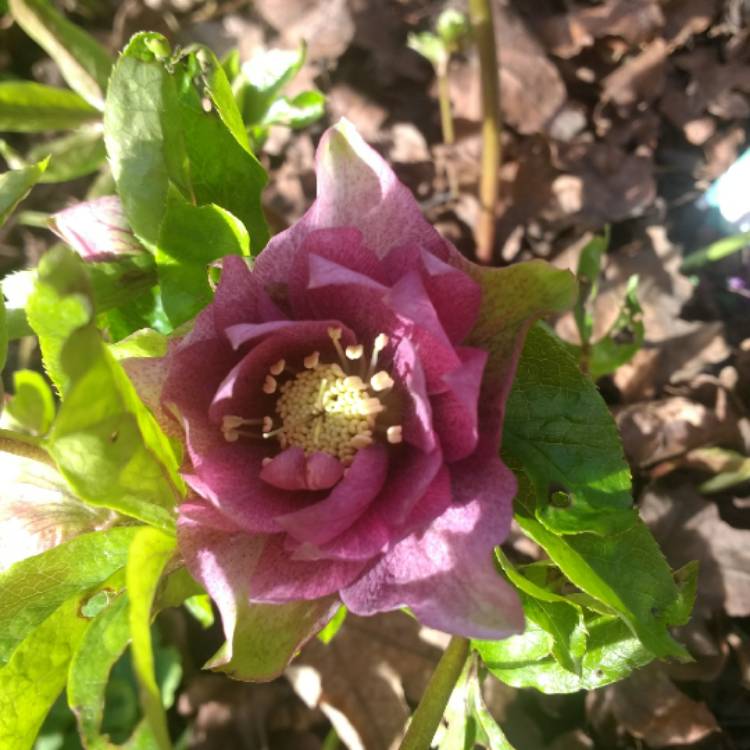 plant image 1646149