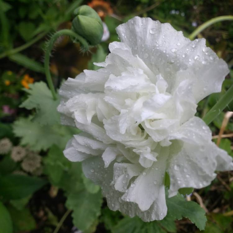 plant image 1675870