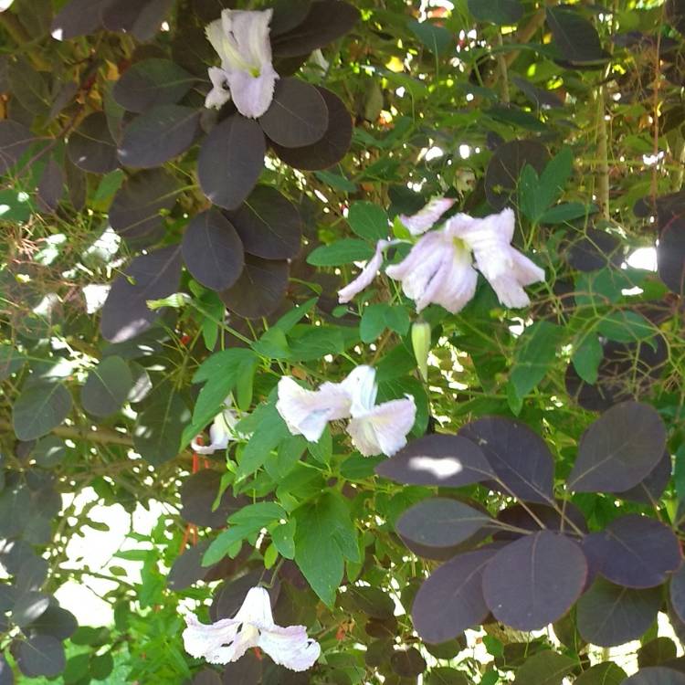 Plant image Clematis viticella 'Betty Corning'
