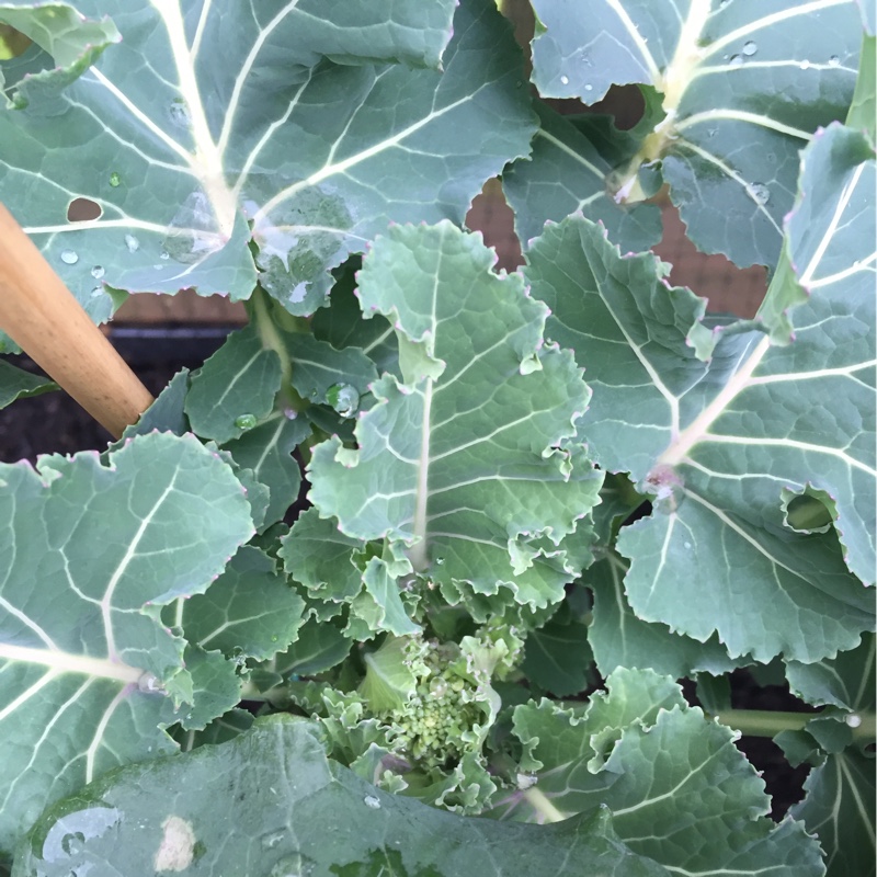 Broccoli