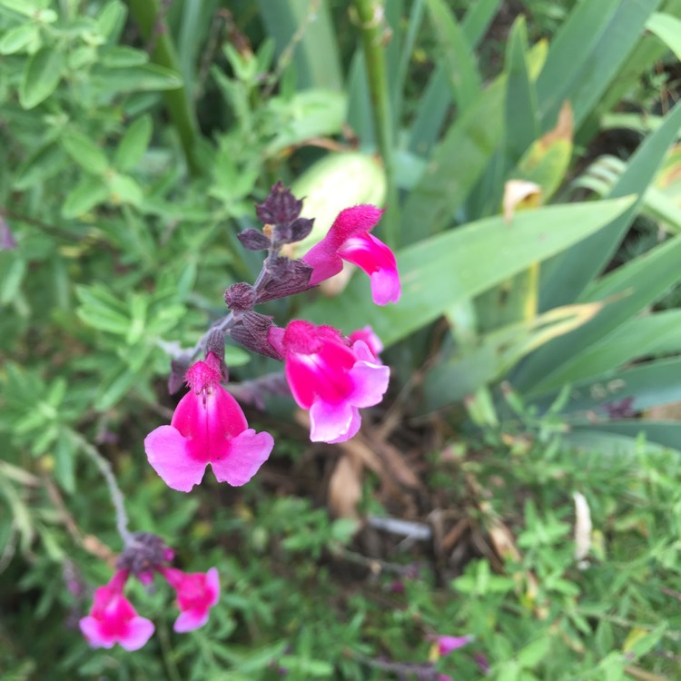 plant image 1114707 plant image 1114707