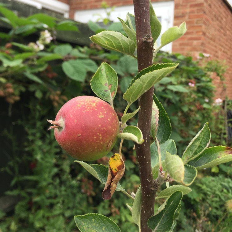 Plant image Malus domestica 'Cox's Orange Pippin'
