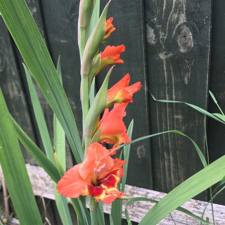 plant image 1114715