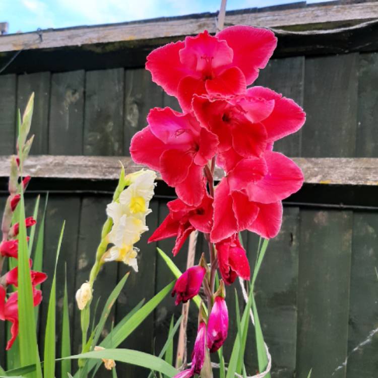 plant image 1137008
