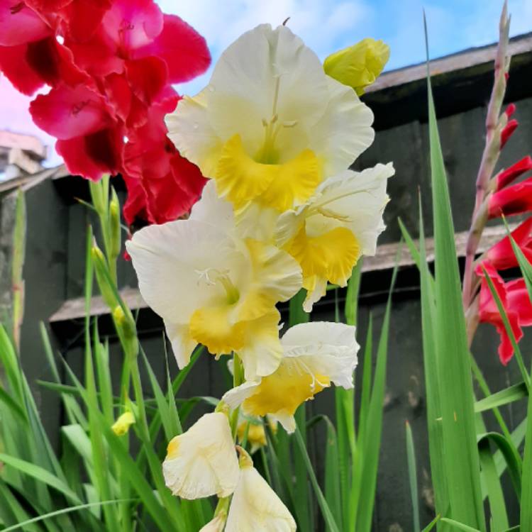 plant image 1137010