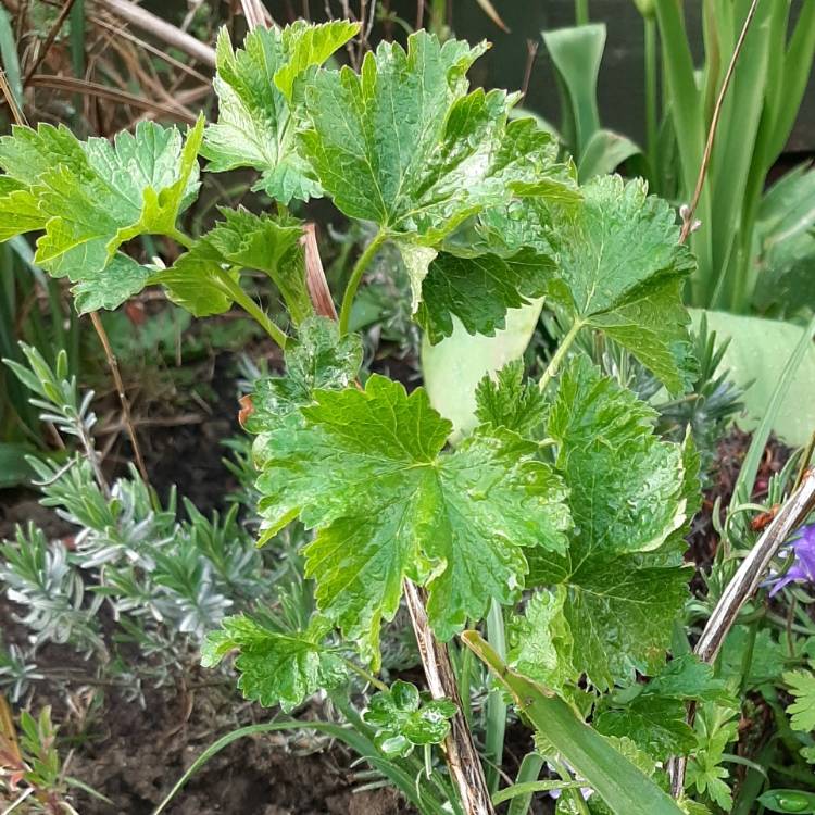 Plant image Ribes x nidigrolaria