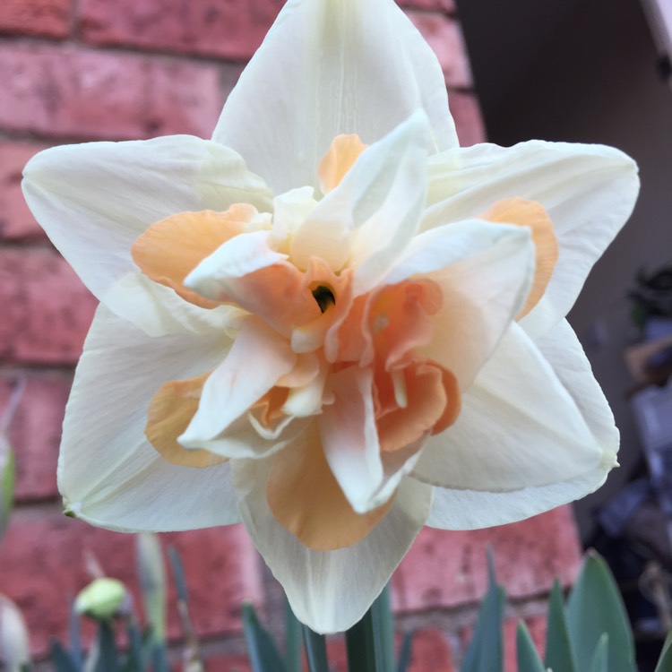 plant image 367060