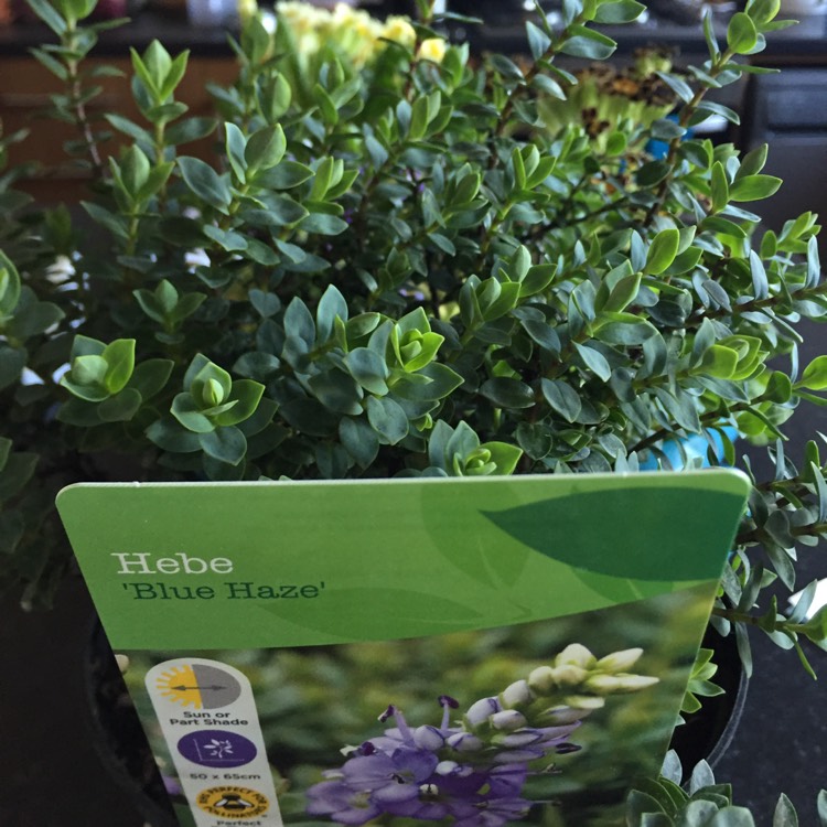 plant image 661175