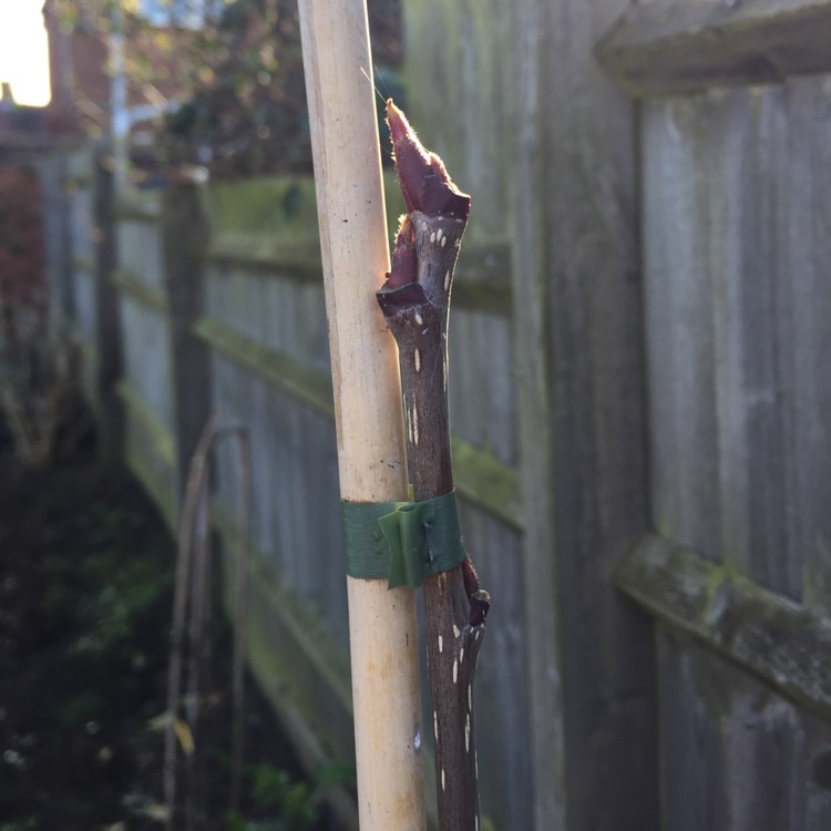 plant image 661196