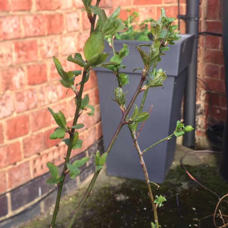 plant image 661240