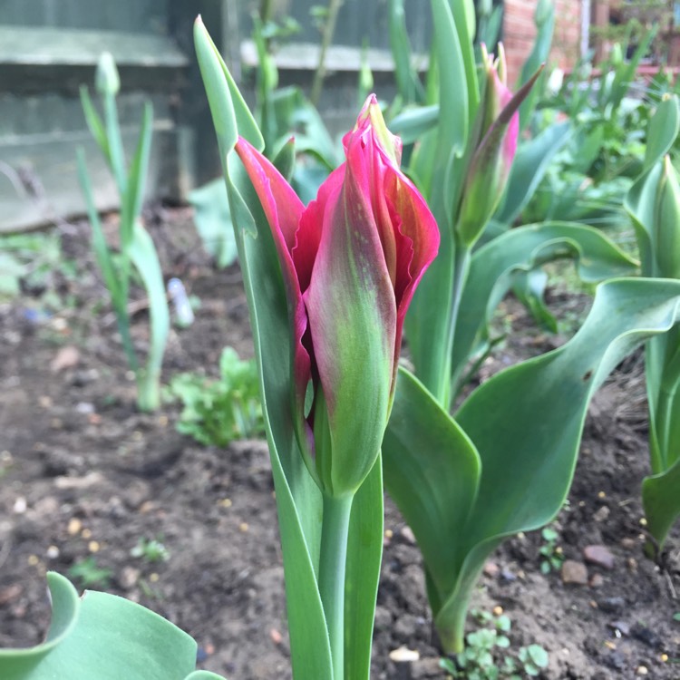 plant image 666299