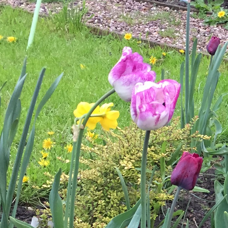 plant image 680344