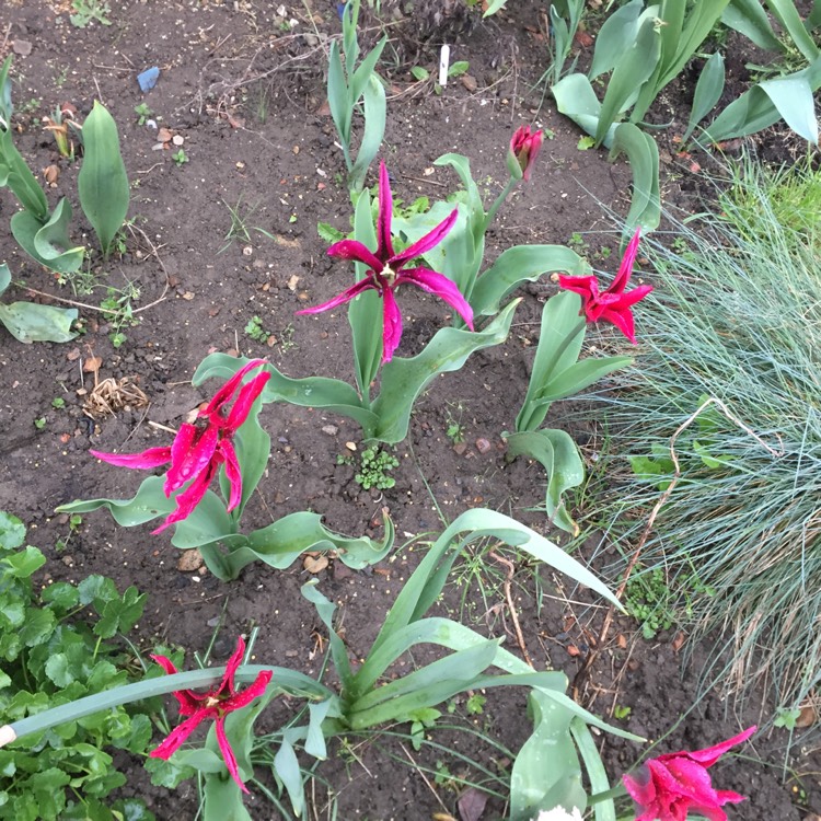 Tulipa 'Dolls Minuet', Tulip 'Dolls Minuet' (Viridiflora) - uploaded by ...