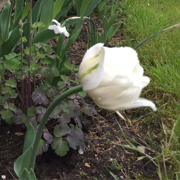 Plant image Tulipa 'Mount Tacoma'