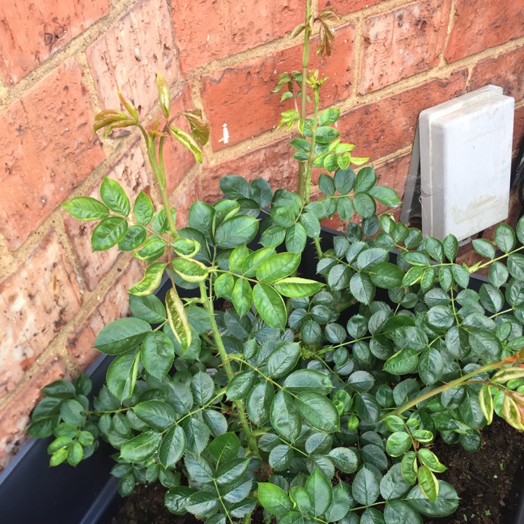 plant image 692804