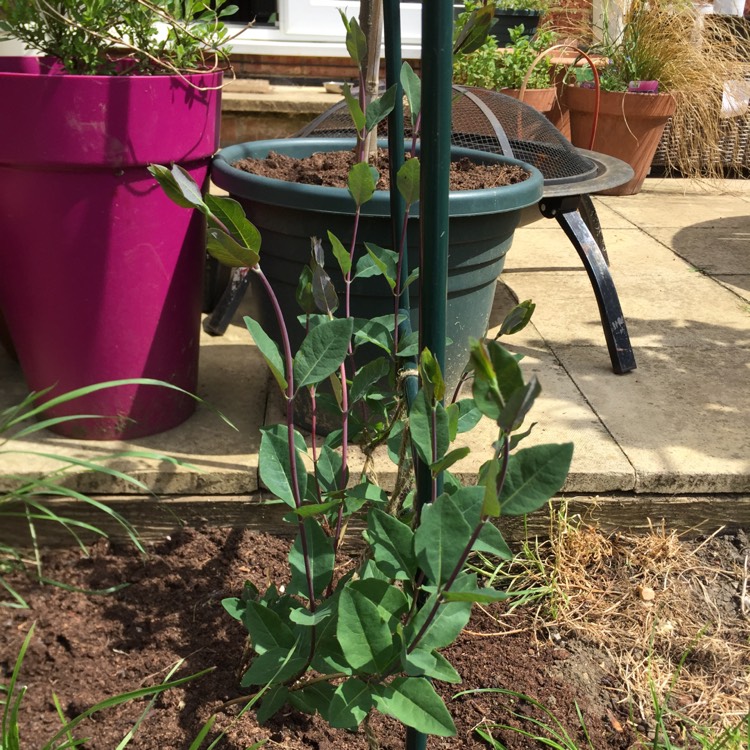 Plant image Lonicera periclymenum 'Belgica'