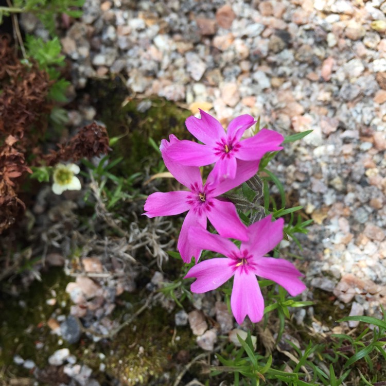 Plant image Phlox douglasii 'Crackerjack'