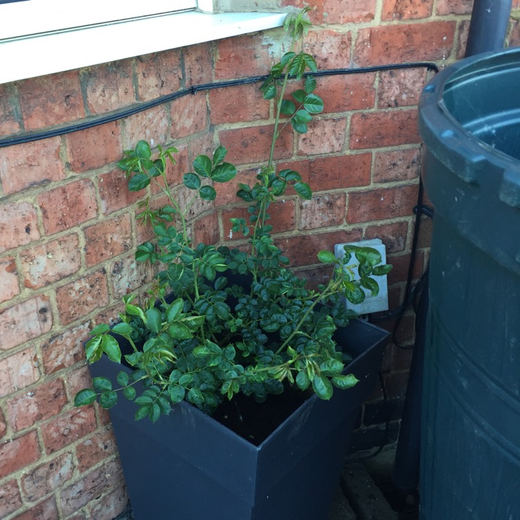 plant image 706069