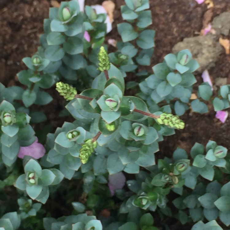 plant image 711317