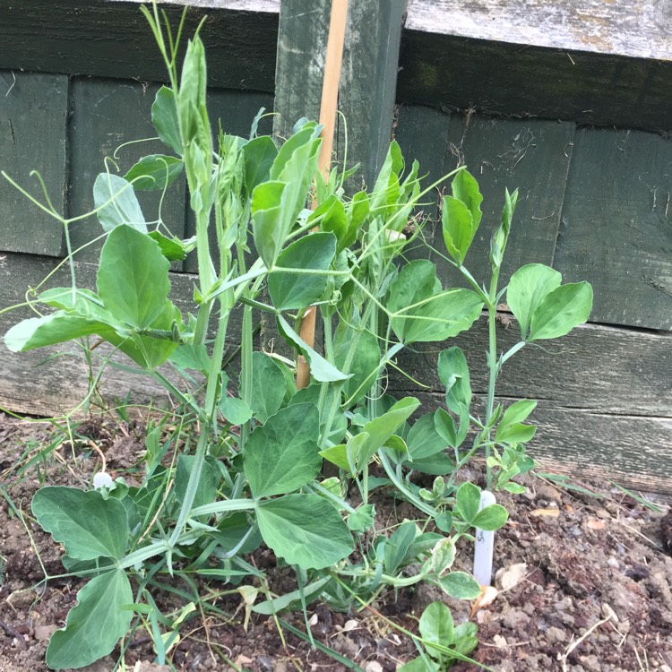 plant image 711324