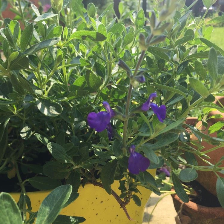 Plant image Salvia Microphylla 'Blue Note'