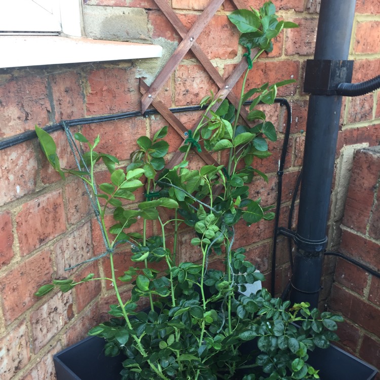 plant image 718225