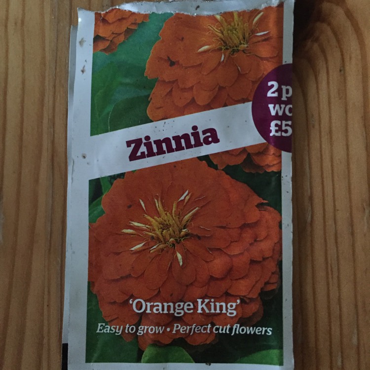Plant image Zinnia elegans 'Orange King'