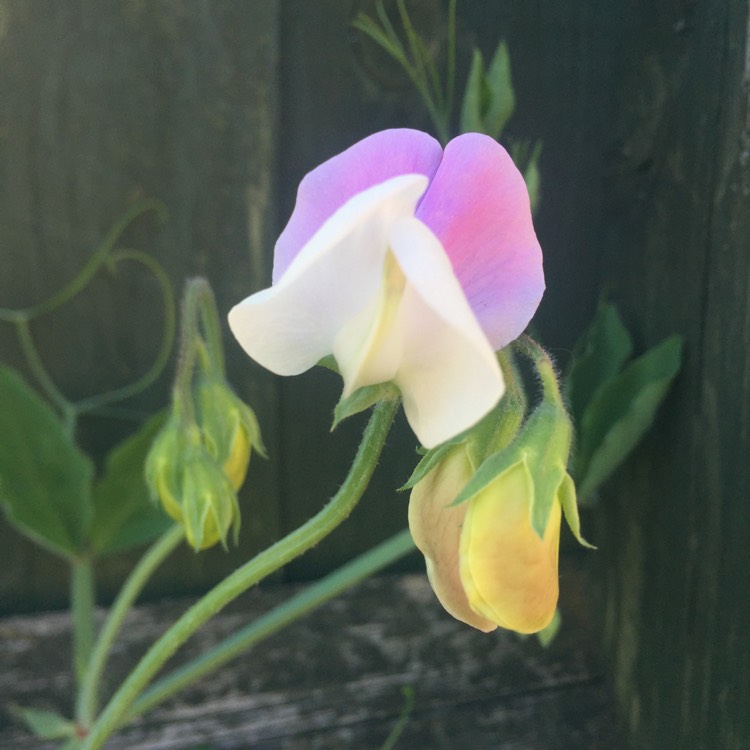 plant image 756074