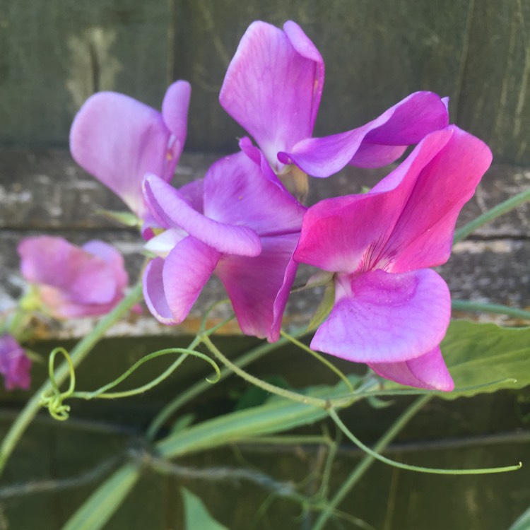 plant image 756075