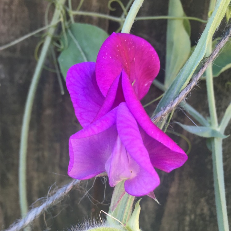 plant image 756078
