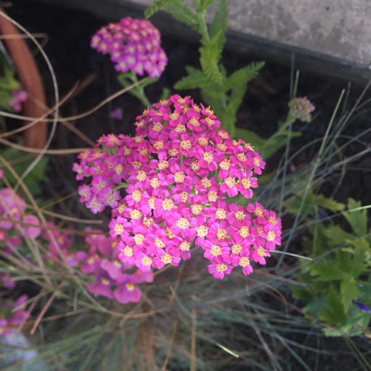 Plant image Achillea Millefolium 'Cerise Queen' syn. Achillea Millefolium 'Cherry Queen'