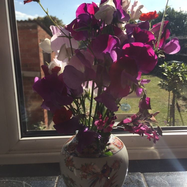 plant image 756338
