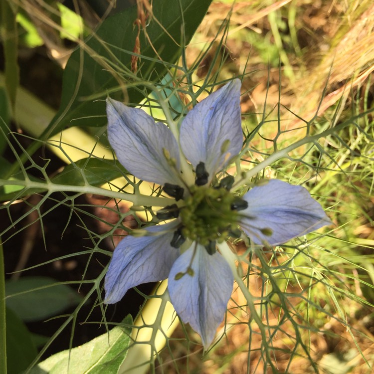 Plant image Nigella damascena 'Persian Jewels'