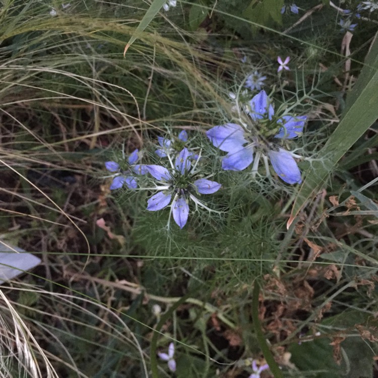plant image 789573 plant image 789573