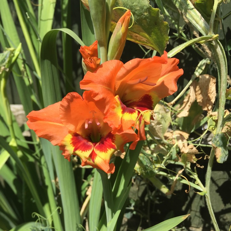 plant image 805821
