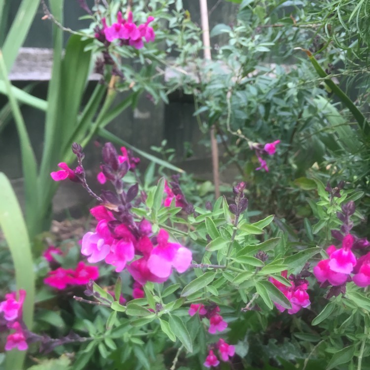 plant image 870609 plant image 870609