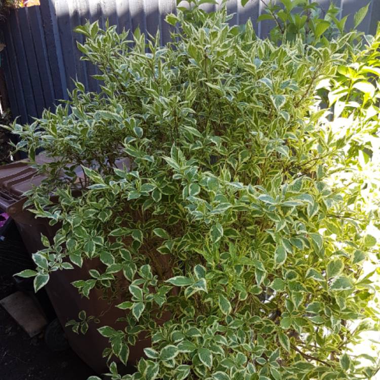 plant image 699208