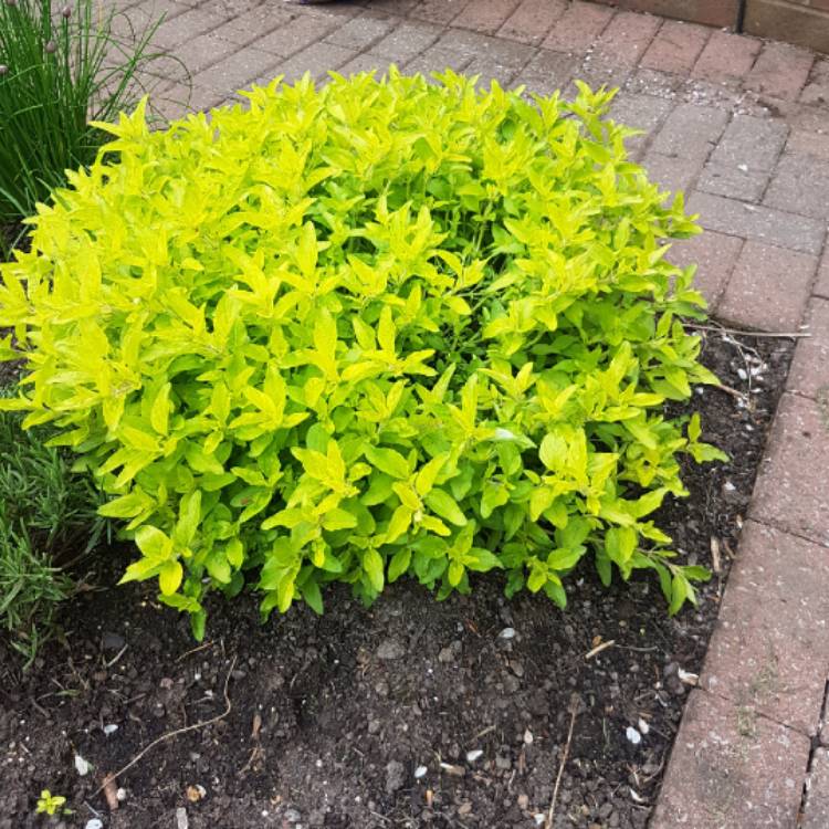 Origanum Vulgare 'Aureum', Golden Oregano - uploaded by @vkelly