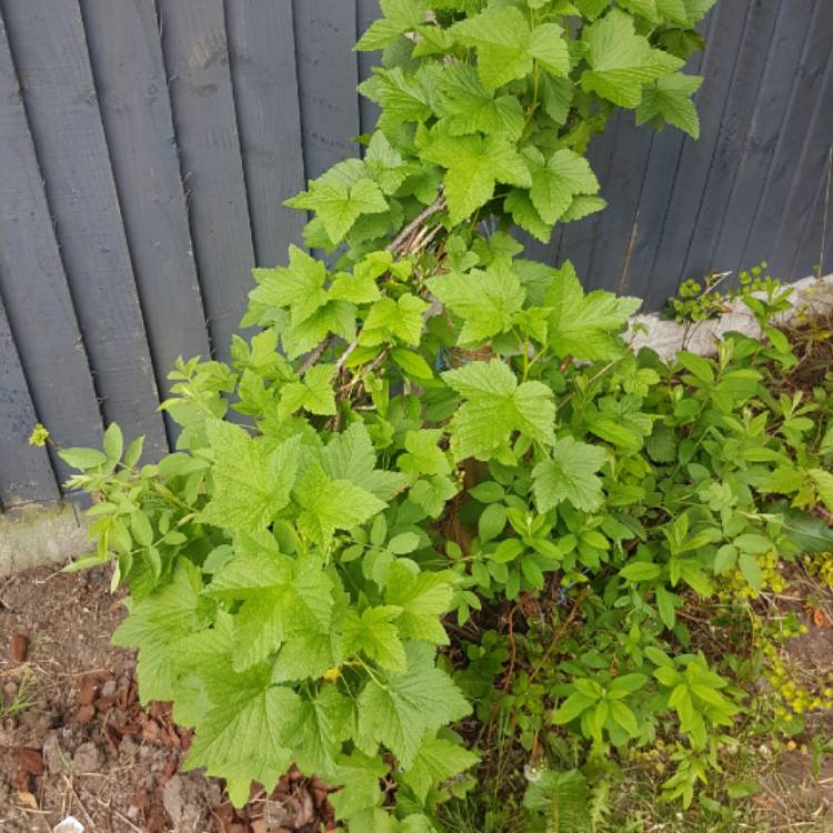 Plant image Ribes nigrum 'Ben Connan'