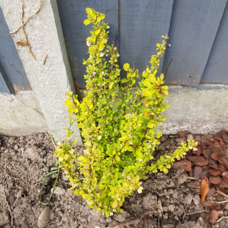 Plant image Berberis thunbergii 'Maria'
