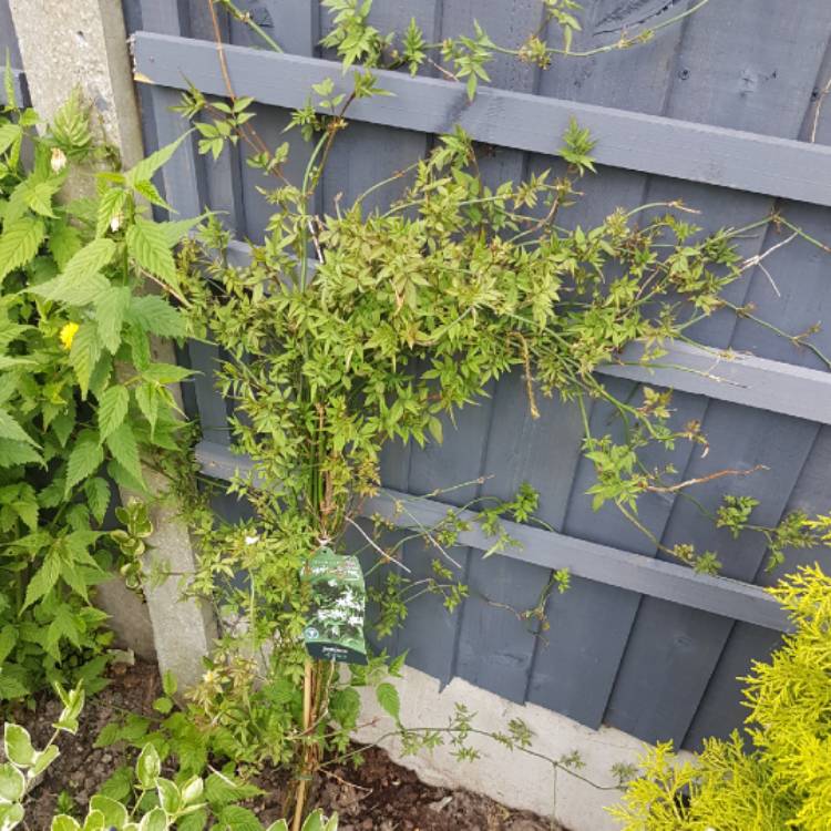 Plant image Jasminum officinale 'Clotted Cream' Syn. 'Devon Cream'