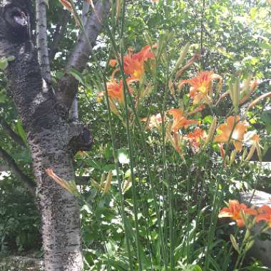 Vladana's garden