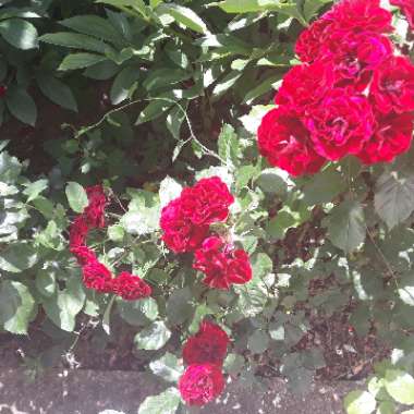 Rose 'Harlow Carr' (Shrub)