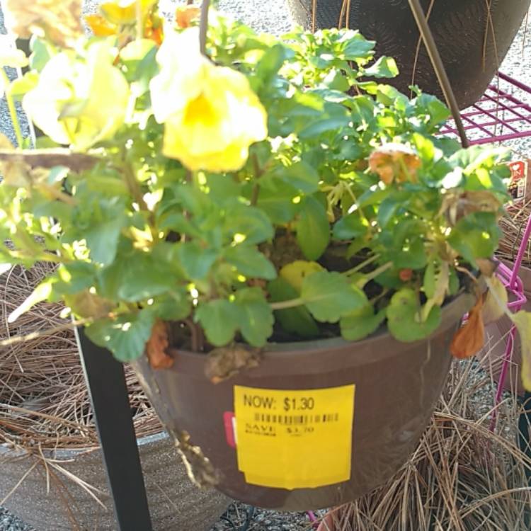 Plant image Viola tricolor 'Heartsease Yellow'