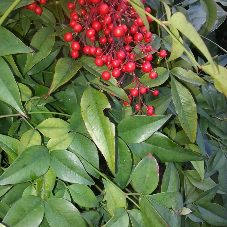 plant image 927149