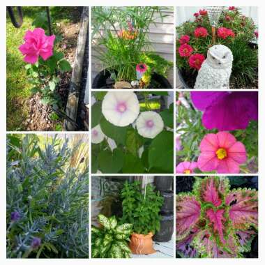 Verna's garden