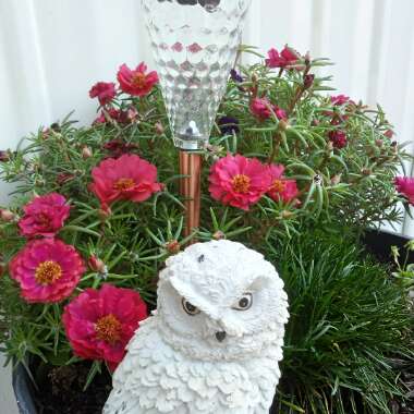 Moss Rose