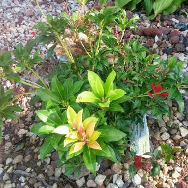 Verna's garden